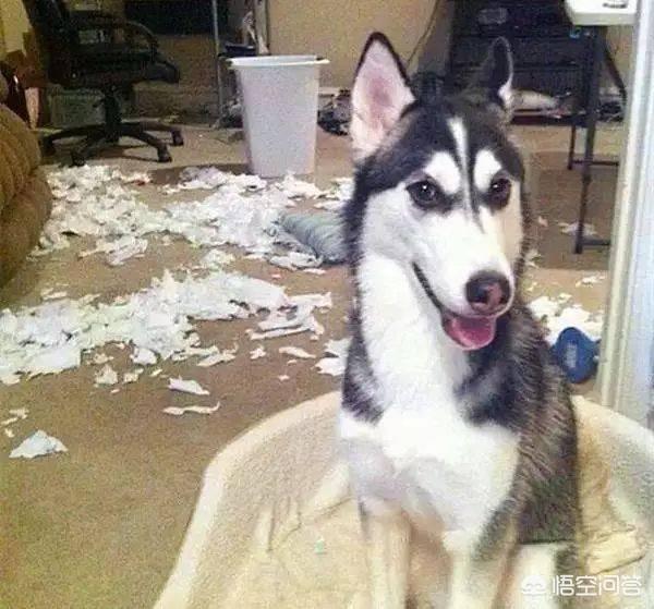 阿拉斯加雪橇犬吃什么牌子狗粮好:剃过毛的成年阿拉斯加吃什么狗粮比较好呢？