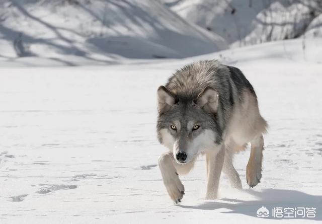 蜜罐和比特犬打架视频:成年狞猫是否打得过一只比特犬？为什么？