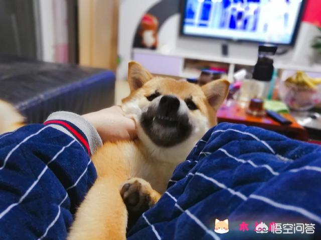 狗狗肛门腺怎么挤:博美犬挤掉肛门腺不拉大便怎么办？