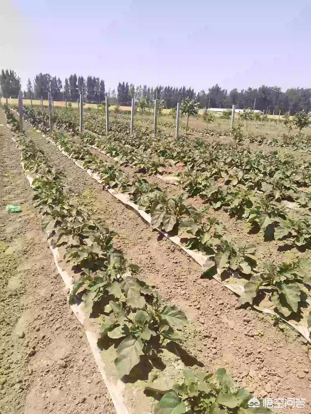 40亩地种植什么东西一年利润可以达到20万？