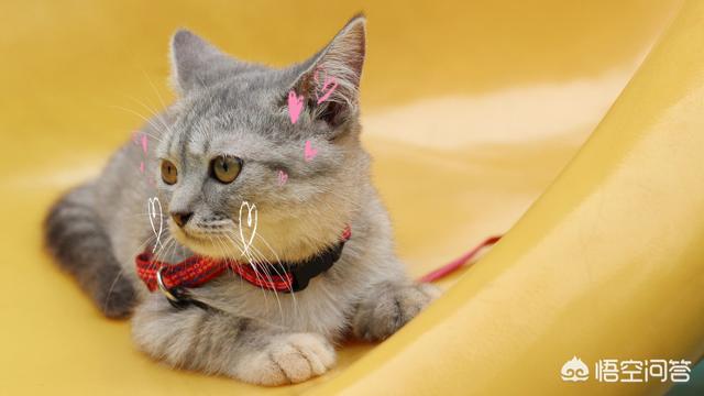 鸡肝怎么做猫爱吃:怎么做猫饭？猫吃生的还是熟的？