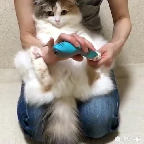 猫爪子:该怎么帮猫剪指甲，要剪多少？