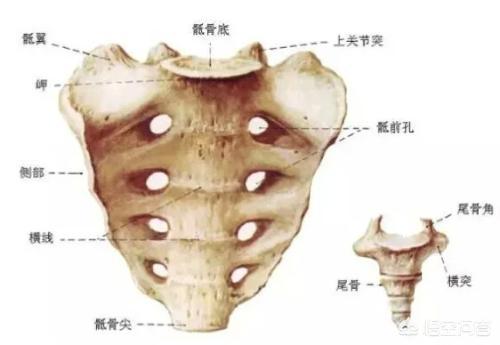 男性怎么锻炼PC肌？有什么好的办法吗？