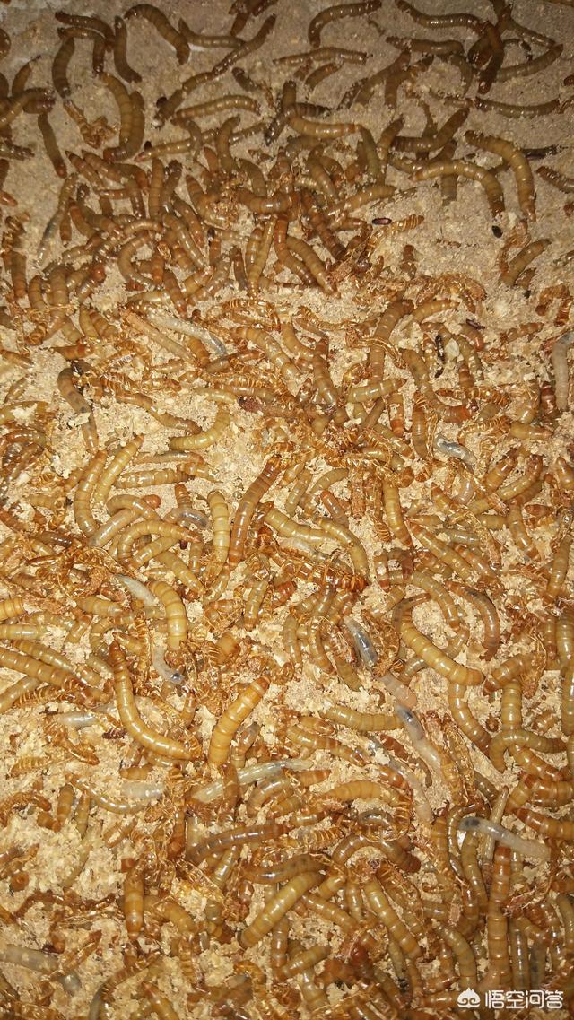 养黄粉虫:养黄粉虫实际利润怎么样呢 黄粉虫养殖如何防止夏季高温？