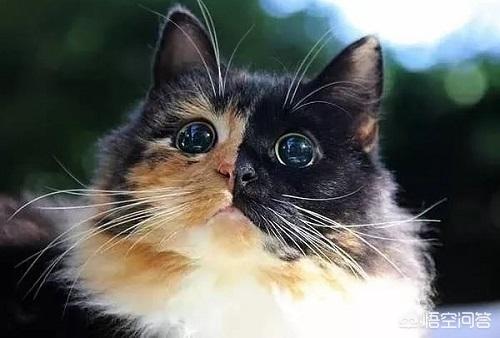 四岁的玳瑁猫霍莉:我比较好奇，玳瑁猫咪和三花猫的区别？