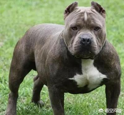 比特犬咬死藏獒视频:给你两万块钱，再给你一把刀，你愿意和两只比特犬搏斗吗？