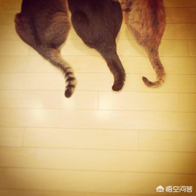 扯猫尾巴教育好吗:为什么有人说不能摸猫尾巴？