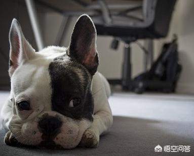 法国斗牛犬吧:为什么说养法国斗牛犬要有一定的“实力”呢？