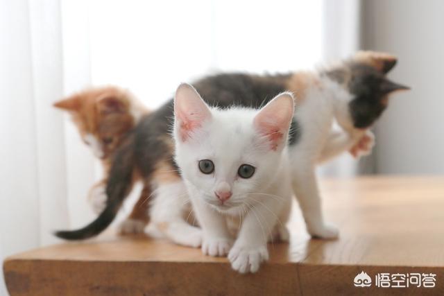 领养猫的条件:如何去领养一只猫咪，怎样才能让猫咪更快地适应新的环境？