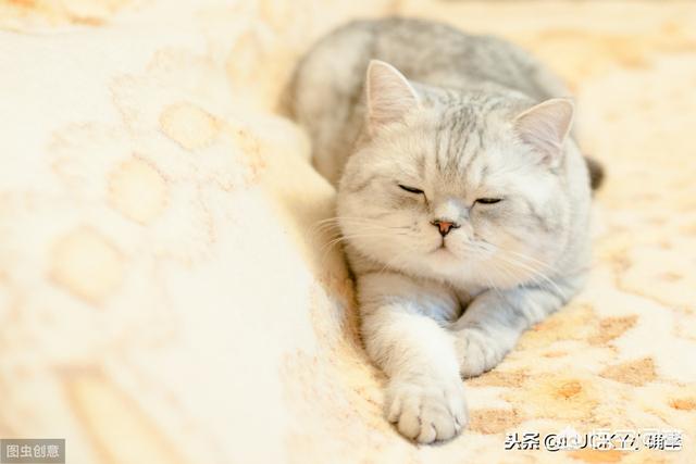 宠物猫名字大全:给宠物猫取什么名字好 你的第一只宠物叫什么名字？