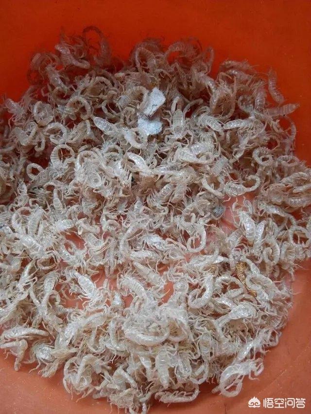 蝎子养殖:小蝎子养殖技术怎样有效避免蝎子蜕皮互相残食？