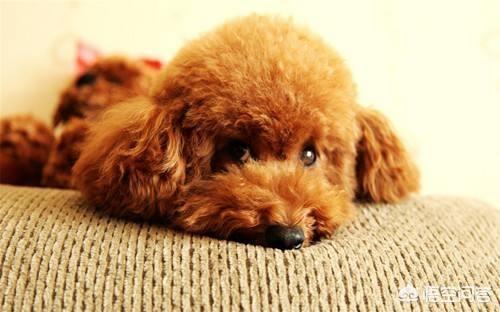 贵宾犬论坛最新在线观看:贵宾犬最喜欢对着主人做什么样的事？
