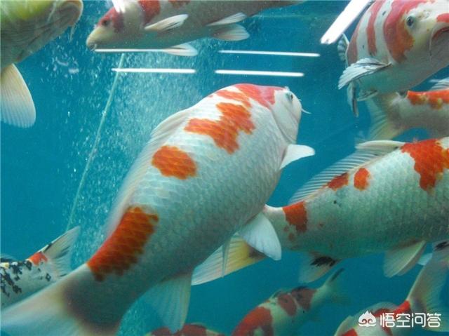 德系锦鲤鱼图片:锦鲤鱼怎么养长得快，有什么方法？