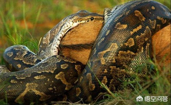 老虎被一条9米的巨蟒缠住10分钟以后没死逃脱了,会留下怎样的伤害?