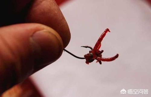 红线虫的危害:红线虫的危害 螃蟹 红虫是什么虫？钓鱼会带来哪些危害？
