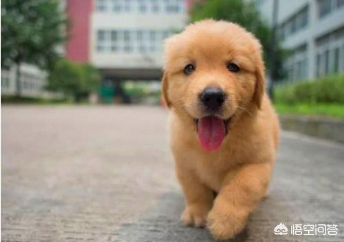 4个月金毛幼犬什么好:四个月的金毛背毛很粗糙，该怎么改善？