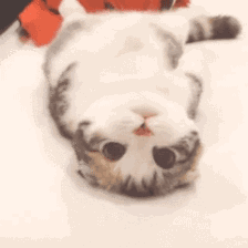 布偶:布偶猫哪个色最贵 养布偶需要注意些什么呢？