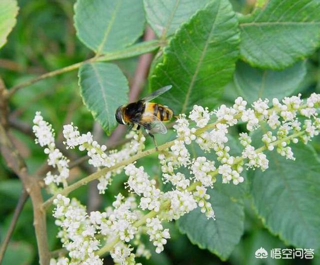 贵州红色吸蜜鹦鹉:红董、国密、特密、百草香哪个好喝？为何？