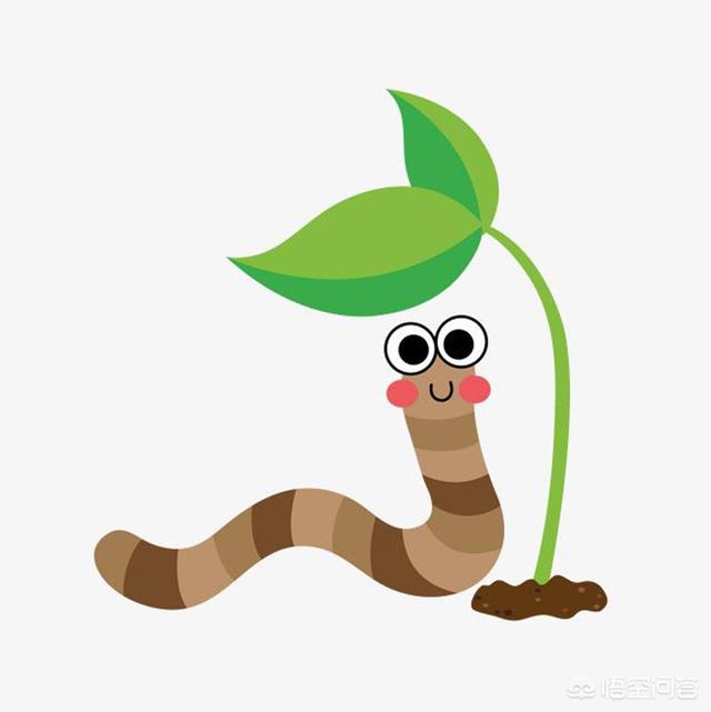 蚯蚓粪真的能当花肥使吗