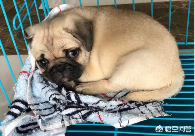 挤肛门腺了:一直不给巴哥犬挤肛门腺会怎么样？