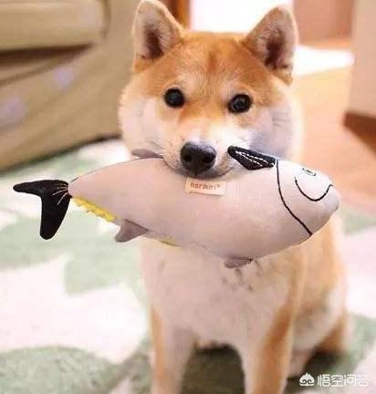 豆柴犬好养吗:柴犬好养吗？花销大吗，会不会像哈士奇一样拆家？有什么特点？