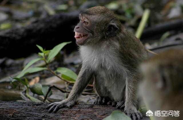这个世界上真的有孙悟空吗，如果人是猴子变的，为何世界上还有猴子