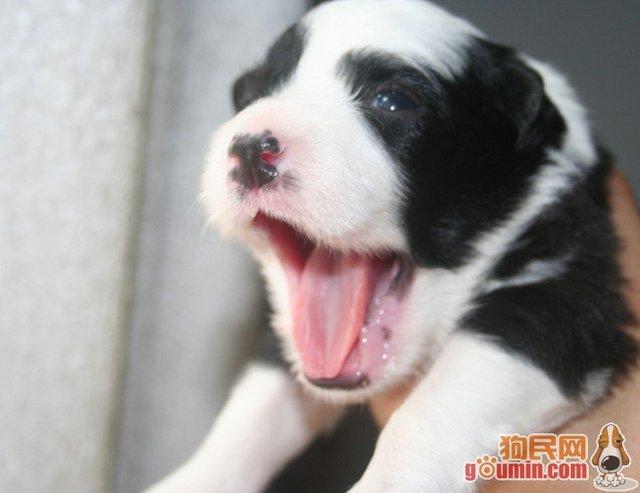 狗钩虫病吃什么药:狗身上长寄生虫，该怎样防治呢？