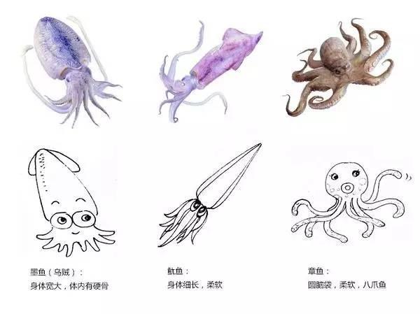 鱿鱼补肾吗，墨鱼，鱿鱼，乌贼，章鱼，八爪鱼究竟有什么不同？