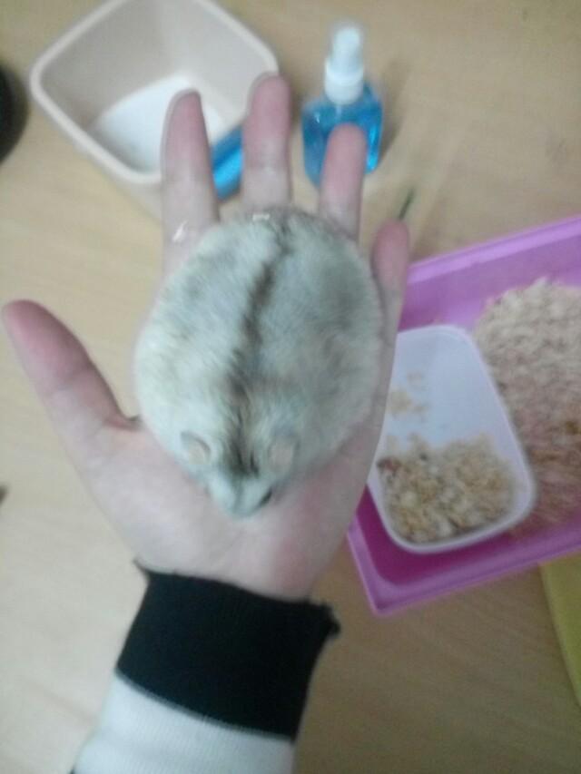 我的宠物仓鼠作文:仓鼠是一种什么样的动物？