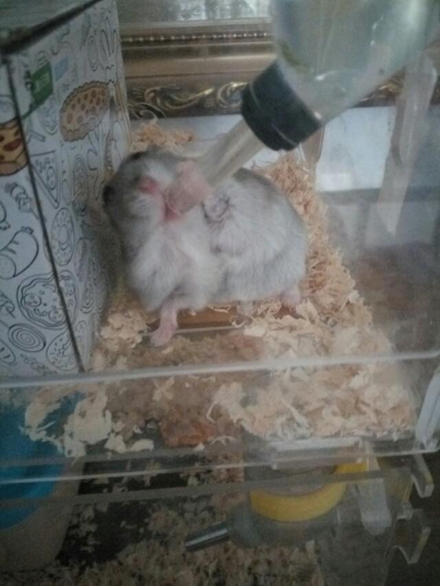 我的宠物仓鼠作文:仓鼠是一种什么样的动物？