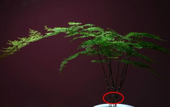 怎么繁殖玻璃扯旗:玻璃翠花怎么样水插繁殖？