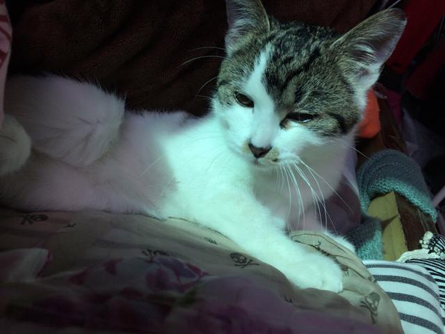 太原收养流浪猫狗:你会领养一只流浪猫或流浪狗吗？为什么？