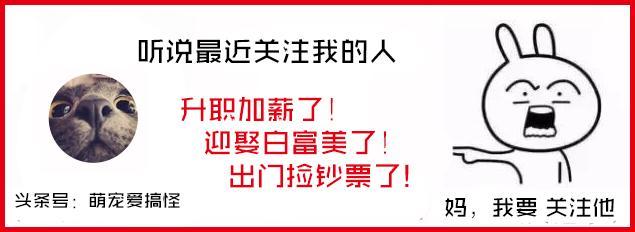 大丹麦狗马默杜克是怎么拍的:《一条狗的使命》是怎么拍摄的？