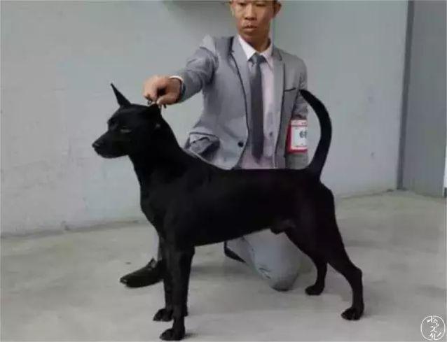 gogo中国名狗:为什么我们瞧不上土狗呢？
