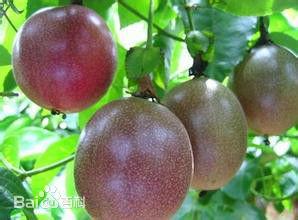 百香果壮阳吗，百香果为什么被称为“水果药王”？