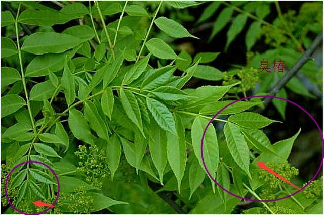 如何区分香椿和臭椿?(19个回答)