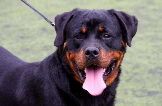 土佐斗犬能养吗:{无声斗犬日本士佐}狗的特性是什末？