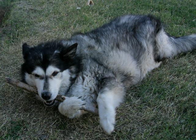 敖犬个人资料狗哥:哪些品种的狗比较危险需要远离？