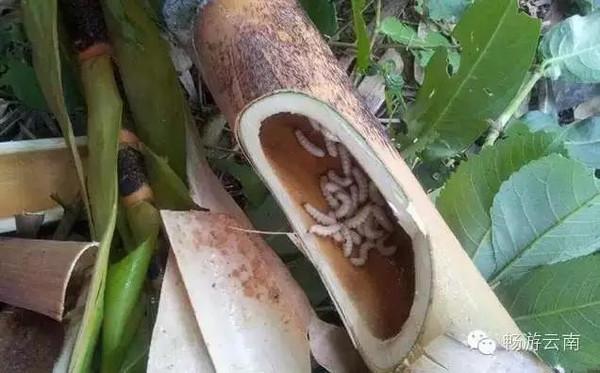 油炸毒蜘蛛:油炸毒蜘蛛的视频 云南人为什么会有那么多虫子做菜？