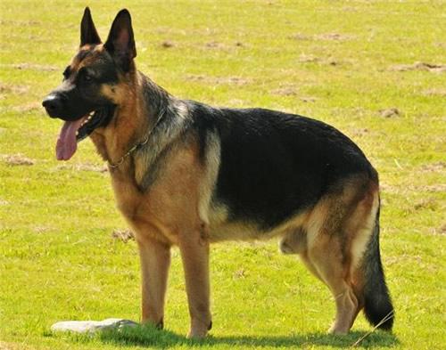 日本土佐犬90kg:哪些品种的狗比较危险需要远离？