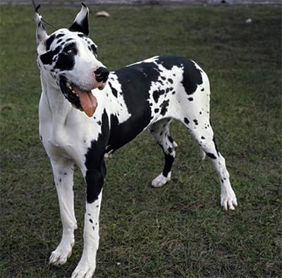 阿根廷獒犬价格:蒙古獒犬价格 哪些品种的狗比较危险需要远离？