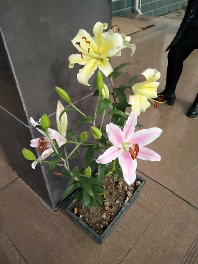 为什么淘宝买的花草很多是假的？