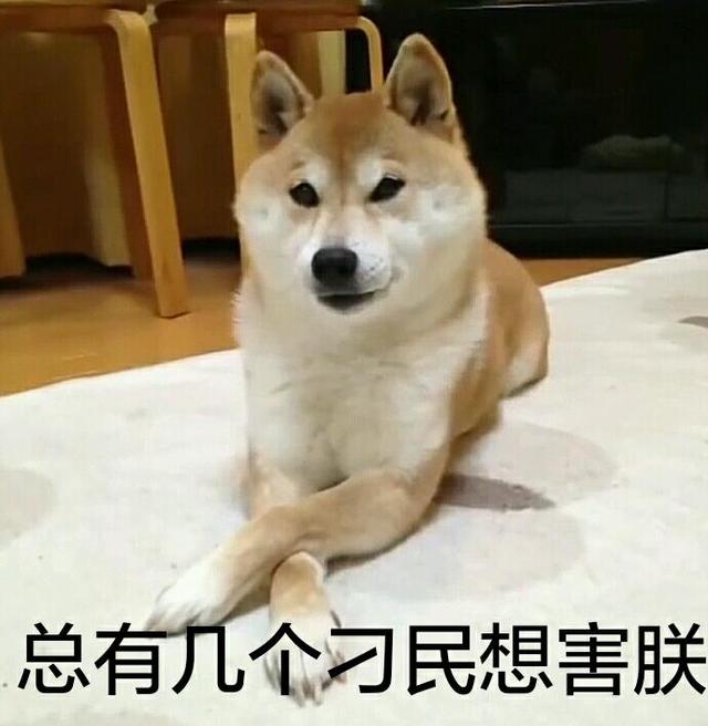 日本柴犬价格:日本柴犬价钱 你们的柴犬都是花了多少钱买的？