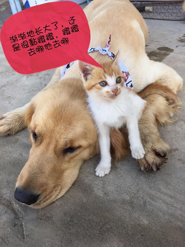 两岁金毛犬价格:我想养一只金毛，金毛一个月大概要花多少钱？ 2岁金毛犬价格
