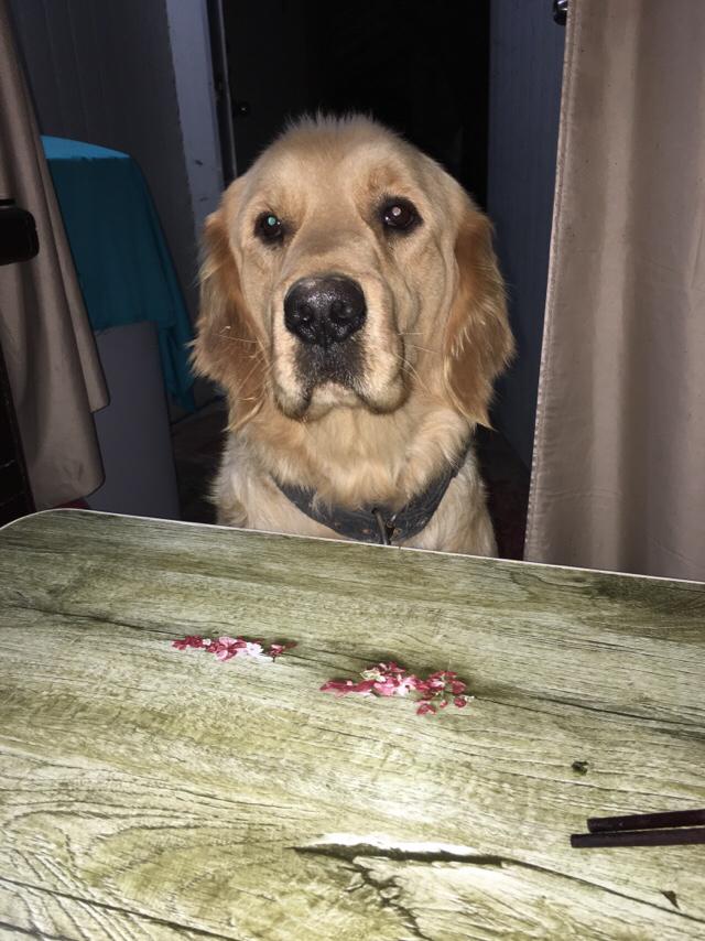 两岁金毛犬价格:我想养一只金毛，金毛一个月大概要花多少钱？ 2岁金毛犬价格