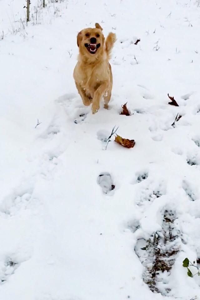 两岁金毛犬价格:我想养一只金毛，金毛一个月大概要花多少钱？ 2岁金毛犬价格