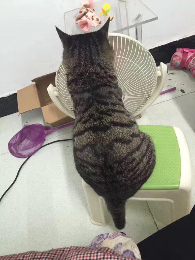 恶徒怀里的小猫咪:如果猫咪从没出过门，带它出去会发生什么事情？