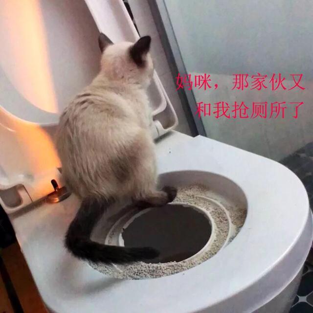 巴西淘淘好吗:有哪些好用到哭的养猫神器？