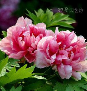 各国的国花都是什么花？