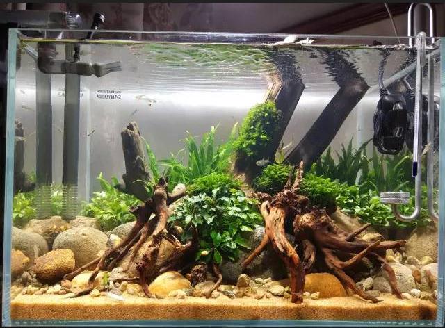 头条问答 水草为什么会冒泡泡 鱼乐圈小号的回答 0赞